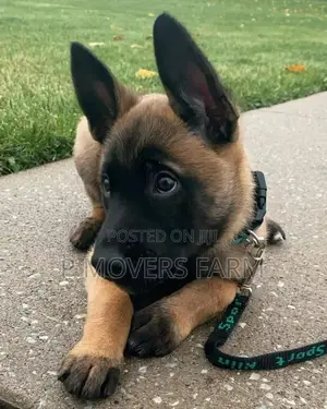 1-3 months Male Purebred Belgian Malinois