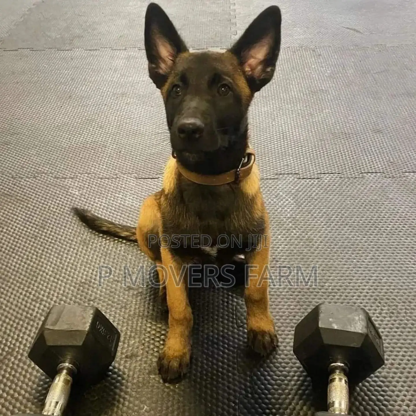 1-3 months Female Purebred Belgian Malinois