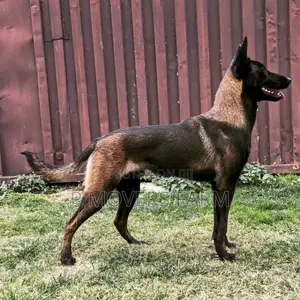 1-3 months Male Purebred Belgian Malinois