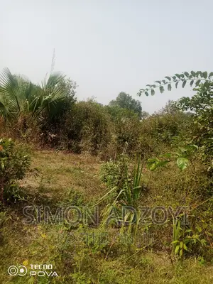 60,000 Acres of Farm Land in Kintampo