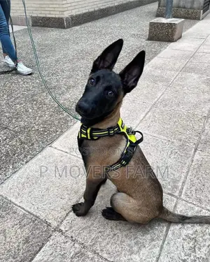 1-3 months Female Purebred Belgian Malinois