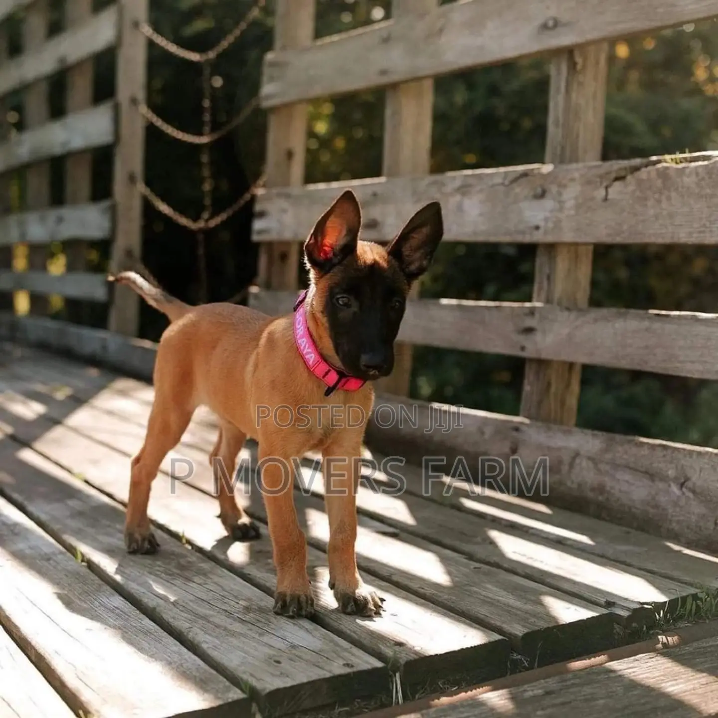 1-3 months Male Purebred Belgian Malinois