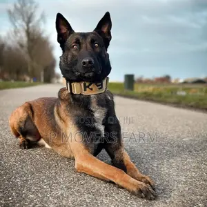1-3 months Male Purebred Belgian Malinois