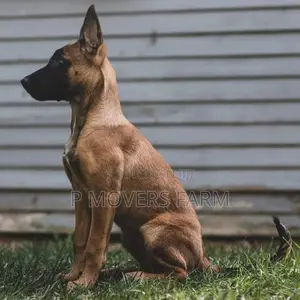 1-3 months Male Purebred Belgian Malinois