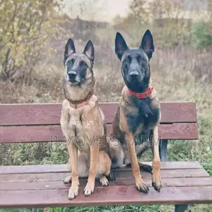 1-3 months Male Purebred Belgian Malinois
