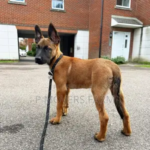 1-3 months Female Purebred Belgian Malinois
