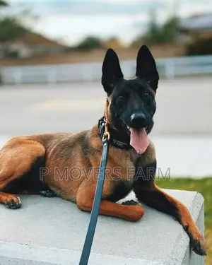 1-3 months Female Purebred Belgian Malinois