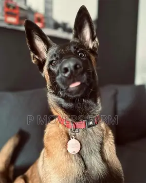 1-3 months Male Purebred Belgian Malinois