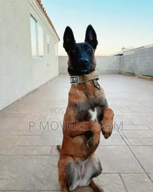1-3 months Male Purebred Belgian Malinois