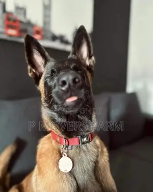 1-3 months Female Purebred Belgian Malinois