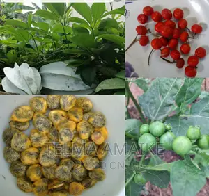 Fluted Pumkin (Ugu) Vegetables, Seeds/Seedlng Vegetables, Pods