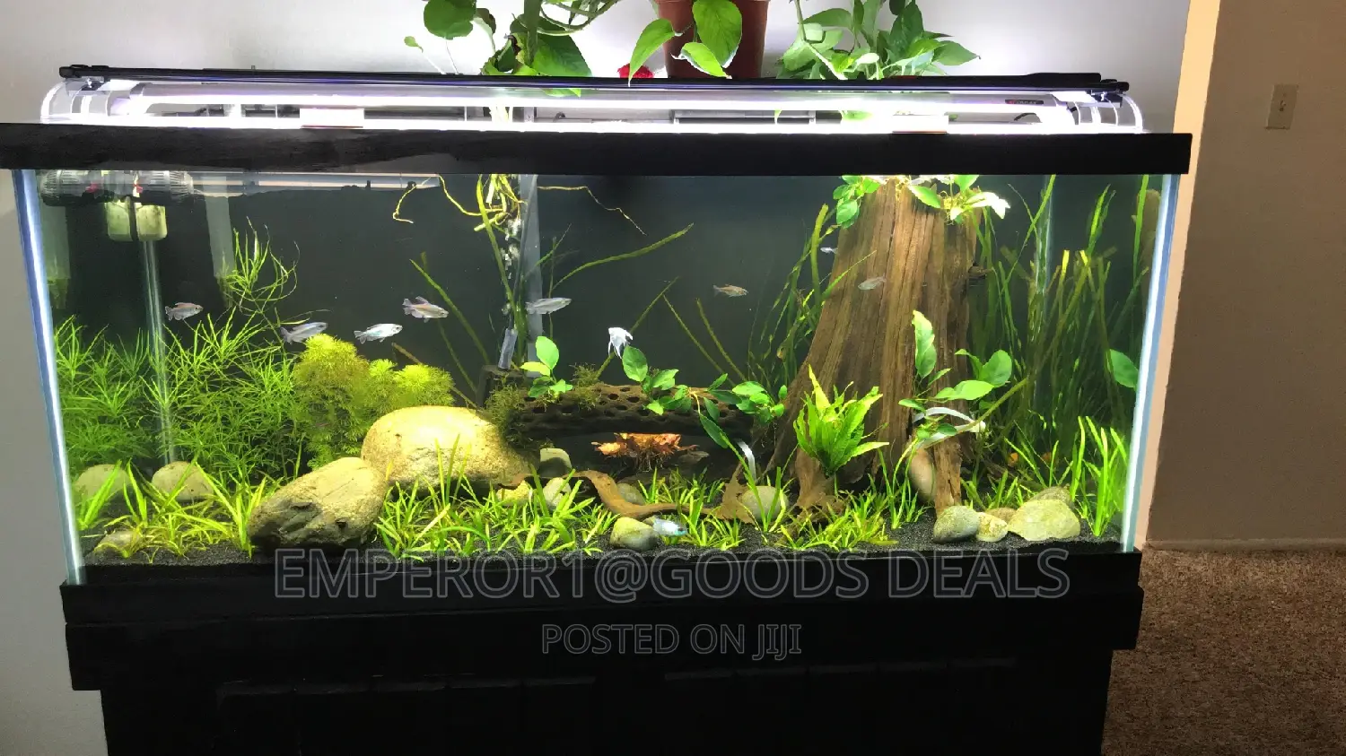 Aquarium With Fish