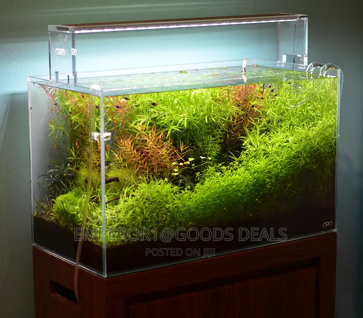 Aquarium With Fish