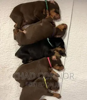 1-3 months Male Purebred Doberman Pinscher