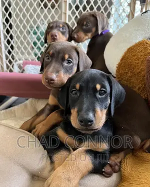 1-3 months Male Purebred Doberman Pinscher