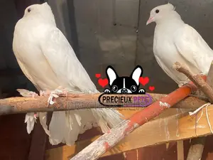 A Pair Domesticated Indian Fantial