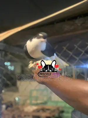 I Pair of Lahore Pigeons 00002