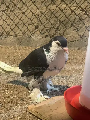 A Pair of Lahore Pigeons