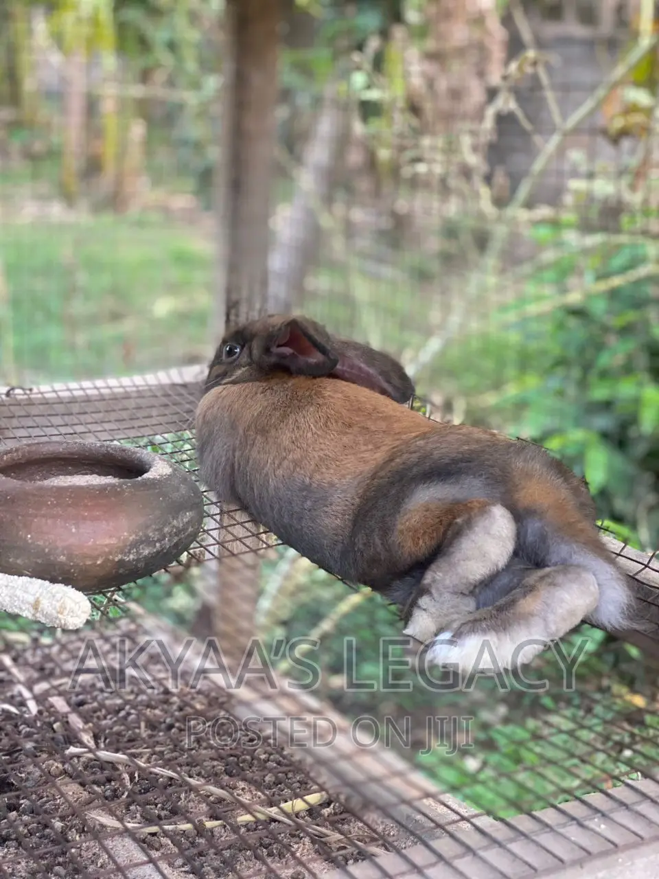 Rabbit For Sale