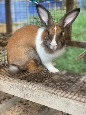 Rabbit For Sale