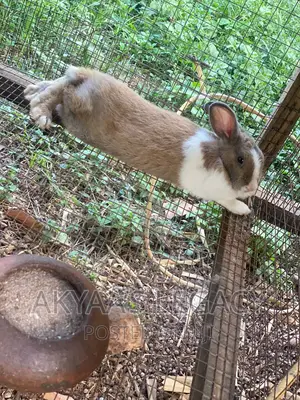 Rabbit For Sale