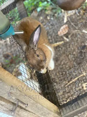Rabbit For Sale