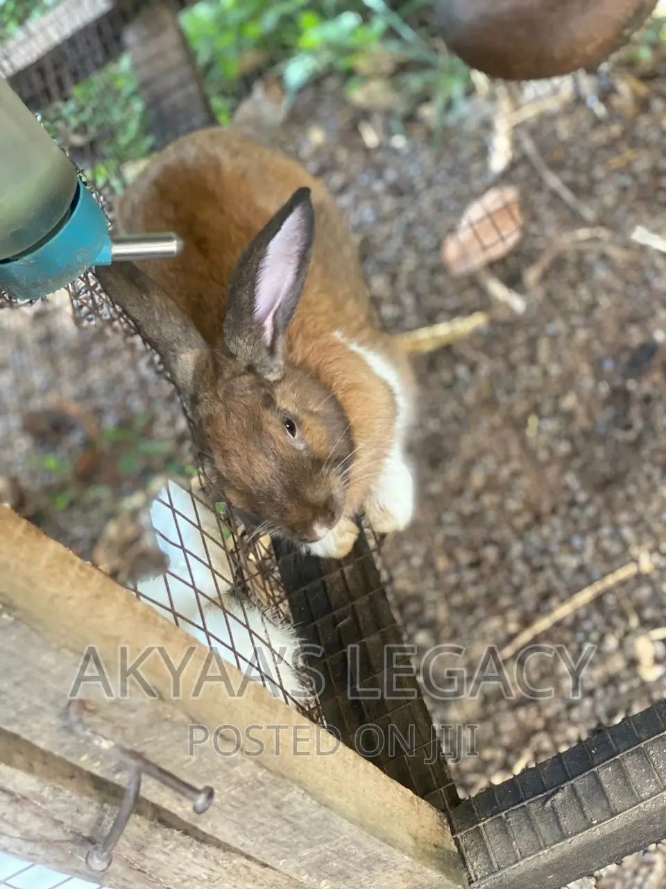 Rabbit For Sale