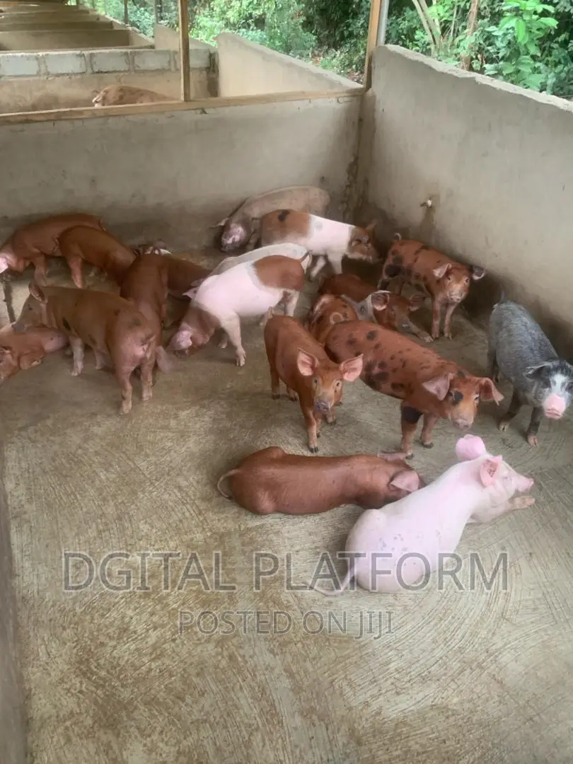 Pigs and Piglets Available (Pietrain, Duroc, White Breeds)