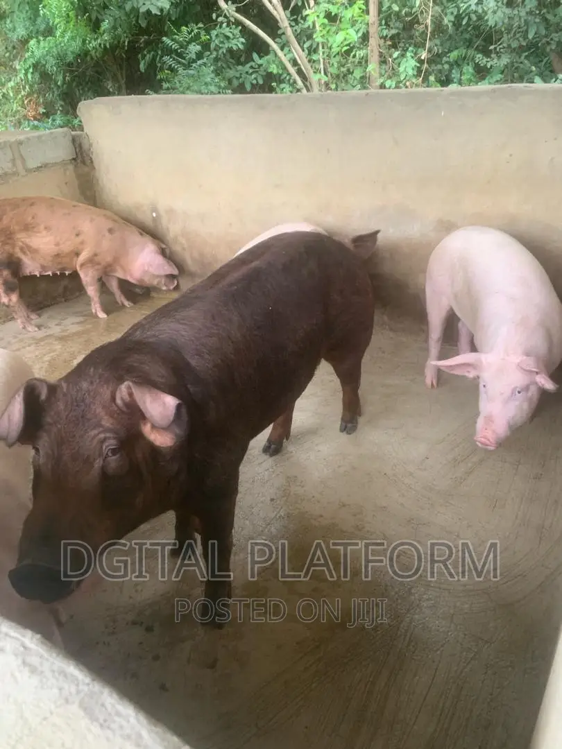 Pigs and Piglets Available (Pietrain, Duroc, White Breeds)