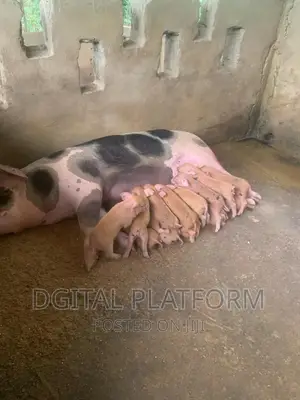 Pigs and Piglets Available (Pietrain, Duroc, White Breeds)