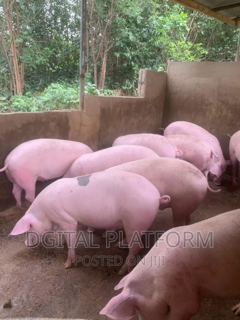 Pigs and Piglets Available (Pietrain, Duroc, White Breeds)