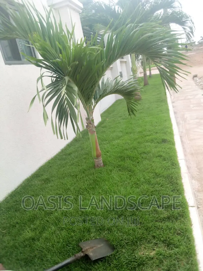 Oasis Landscapes and More