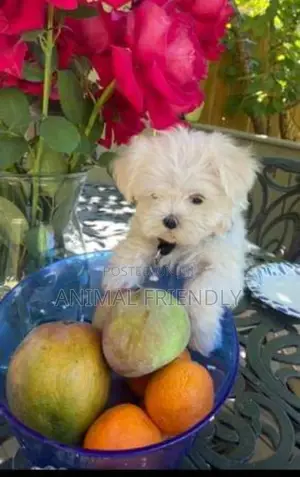 1-3 months Male Purebred Maltese