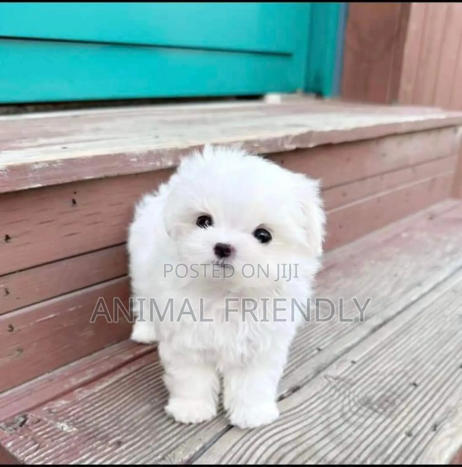 1-3 months Male Purebred Poodle