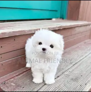 1-3 months Male Purebred Poodle