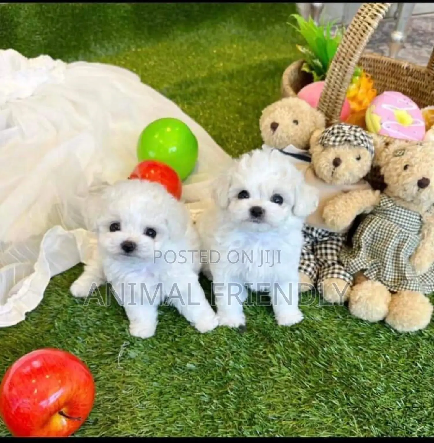 1-3 months Male Purebred Poodle