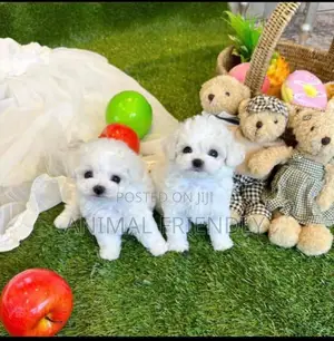 1-3 months Male Purebred Poodle