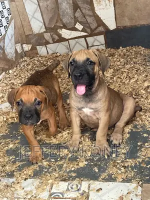 1-3 months Female Purebred Boerboel