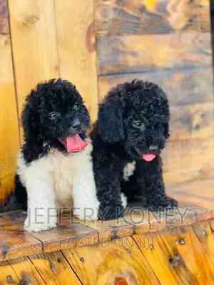 1-3 months Male Purebred Poodle