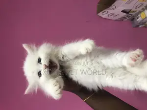 1-3 months Female Purebred Persian