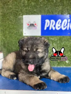 1-3 months Male Purebred Caucasian Shepherd