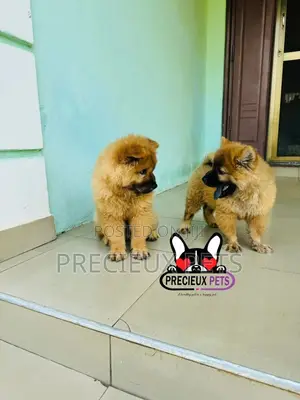 1-3 months Male Purebred Chow Chow