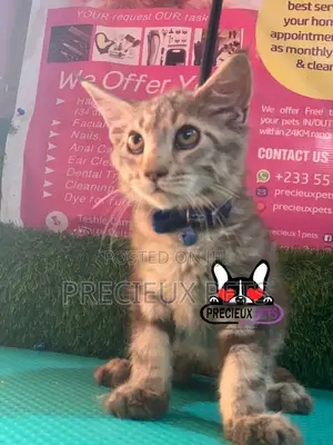 1-3 months Female Purebred Maine Coon