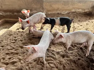Healthy Piglets for Breeding