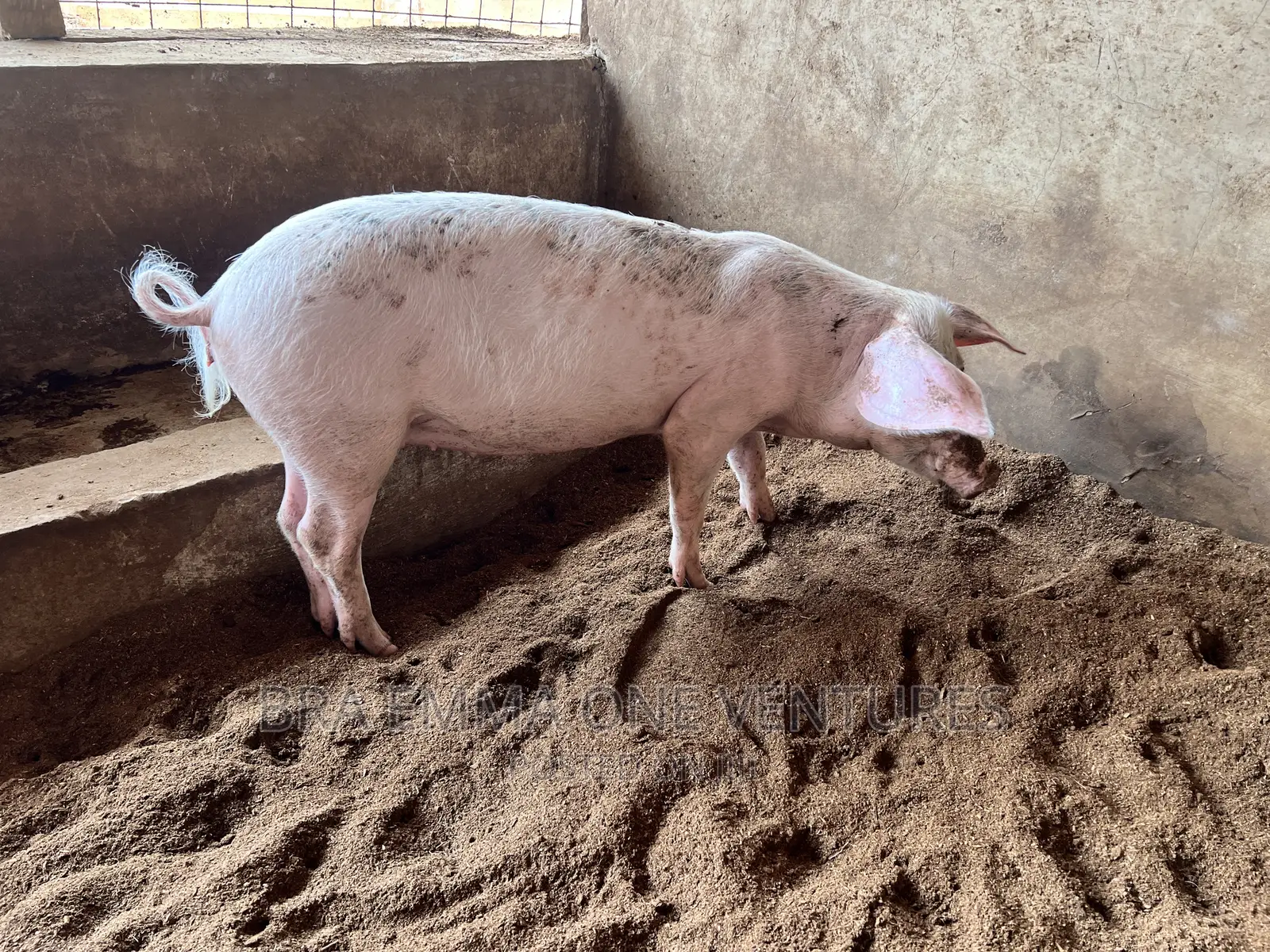 Nice Piglets for Breeding