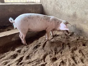 Nice Piglets for Breeding