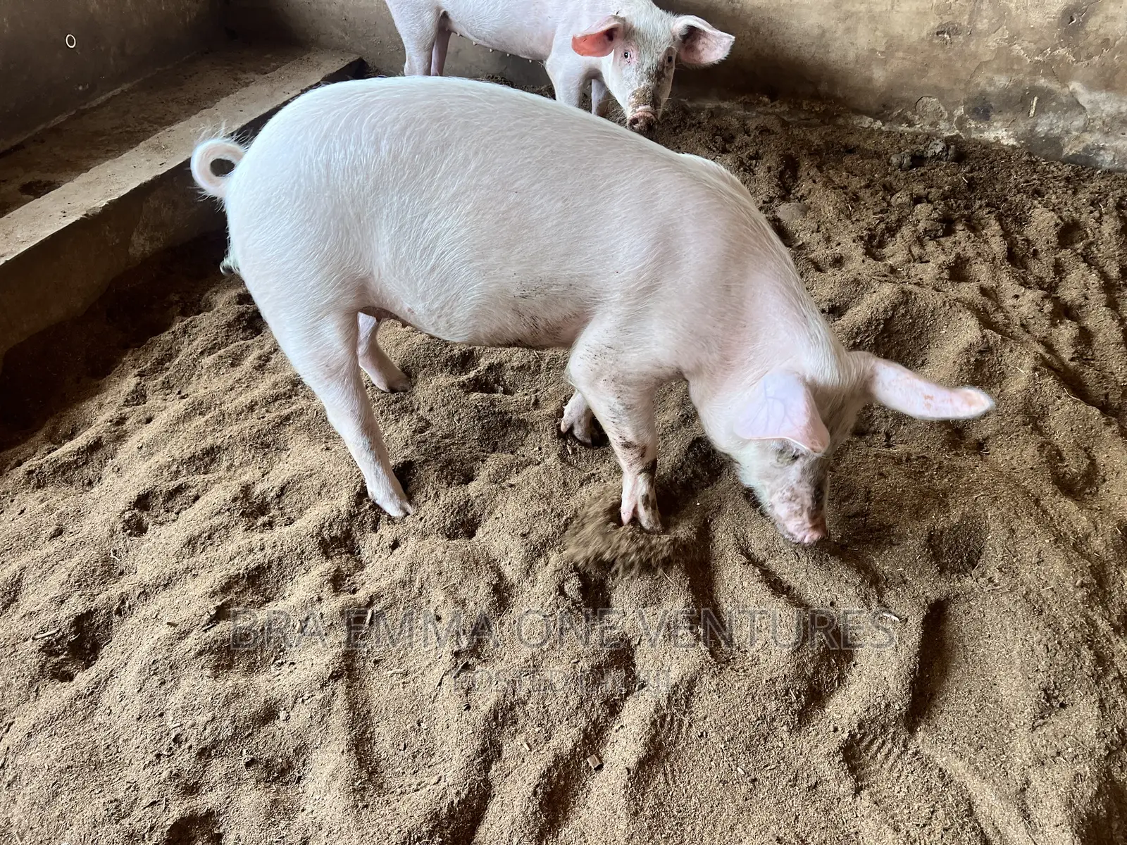 Nice Piglets for Breeding