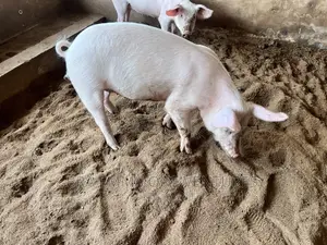 Nice Piglets for Breeding