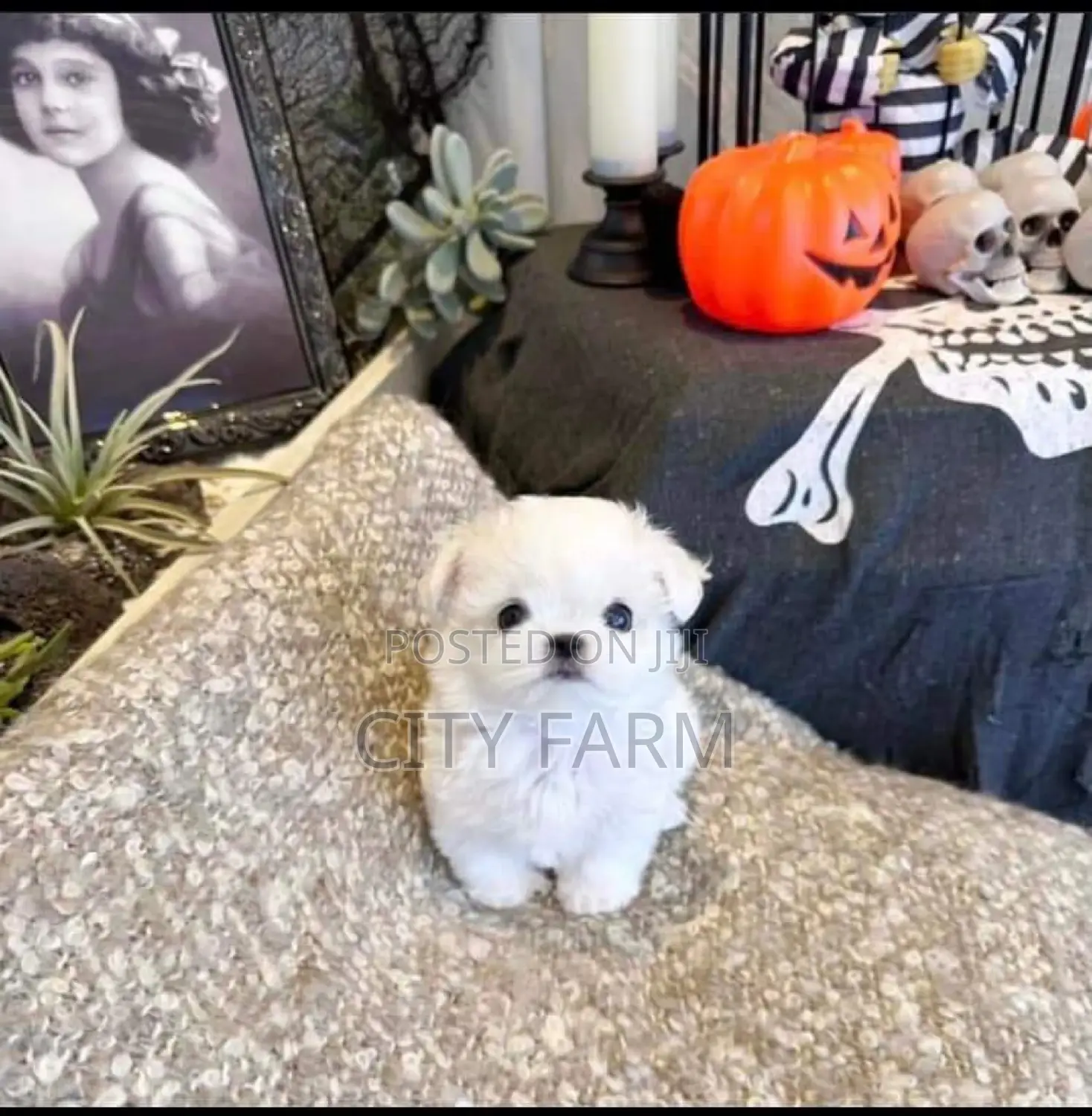 1-3 months Male Purebred Maltese