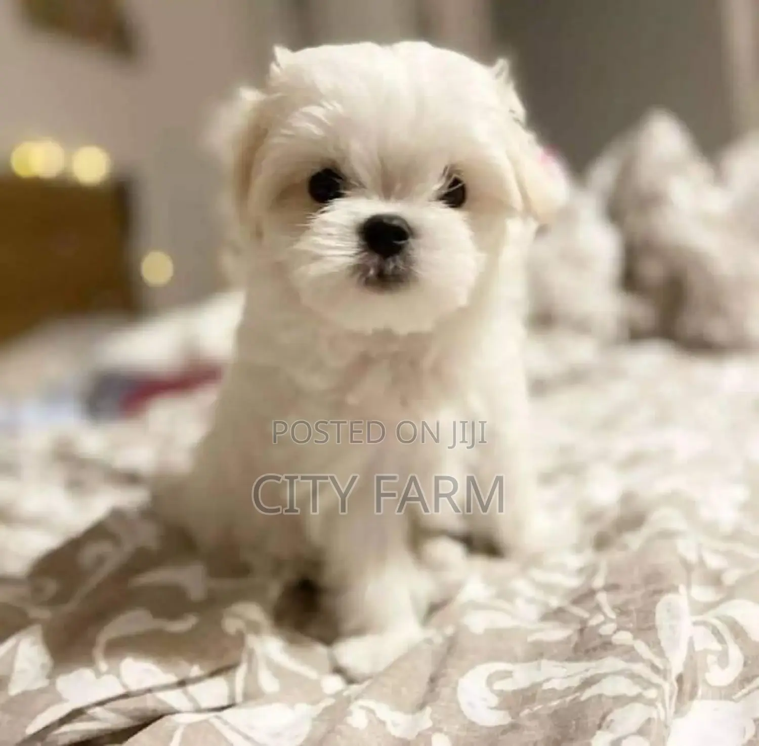 1-3 months Female Purebred Maltese